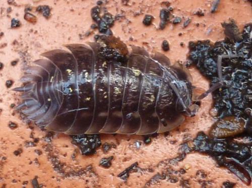 Réf. 245 177 : Oniscus asellus